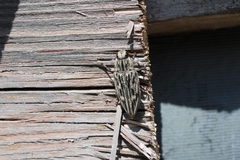 Chalcophora mariana