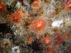 Corynactis californica