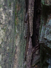 Concinnia brachysoma