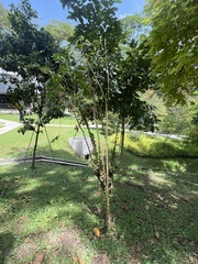 Lagerstroemia indica