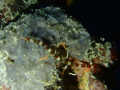 Corythoichthys amplexus