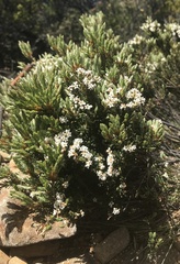 Cyathodes straminea