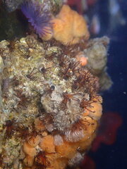 Dodecaceria fewkesi