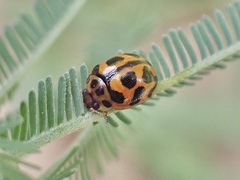 Peltoschema oceanicum