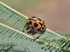 Peltoschema oceanicum