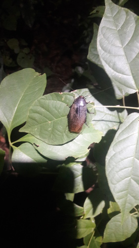 Nyctibora azteca · iNaturalist Mexico
