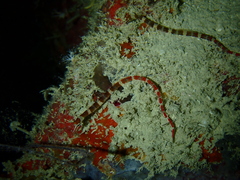 Corythoichthys amplexus