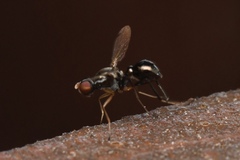 Parapalaeosepsis