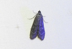 Heteromicta pachytera