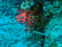 Chironephthya