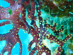 Chironephthya