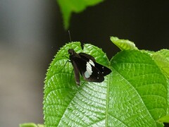 Notocrypta waigensis
