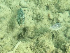 Canthigaster jactator