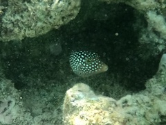 Canthigaster jactator