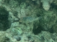 Canthigaster jactator