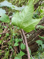 Passiflora herbertiana herbertiana