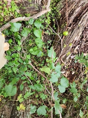 Passiflora herbertiana herbertiana