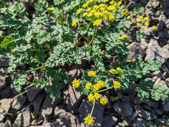 Lomatium martindalei