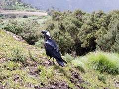 Corvus crassirostris