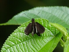 Notocrypta waigensis
