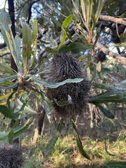 Banksia aemula