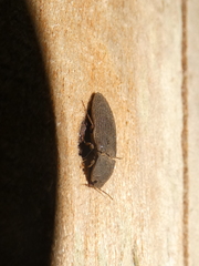 Agrypnus rectangularis