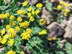 Lomatium martindalei
