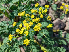 Lomatium martindalei