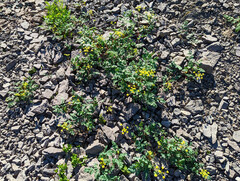 Lomatium martindalei