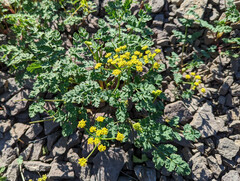 Lomatium martindalei