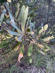 Banksia aemula