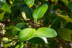 Cryptocarya triplinervis