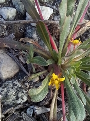 Camissoniopsis