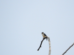 Microhierax fringillarius