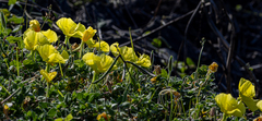 Oenothera longiflora