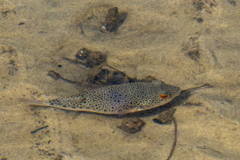 Tetractenos hamiltoni