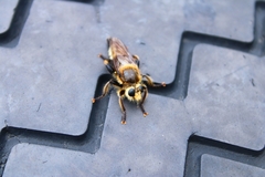 Laphria gibbosa