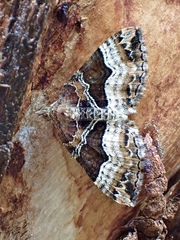 Chrysolarentia lucidulata