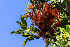 Stenocarpus sinuatus