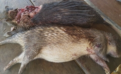 Atherurus africanus