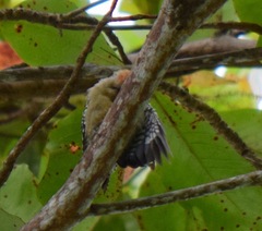 Melanerpes
