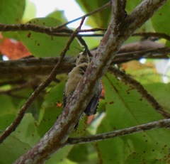 Melanerpes