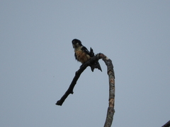 Microhierax fringillarius