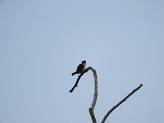 Microhierax fringillarius