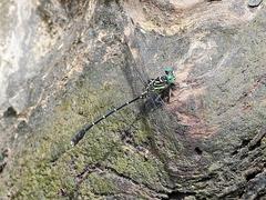 Hemigomphus theischingeri