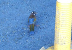 Trochalopteron morrisonianum