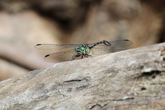 Hemigomphus theischingeri