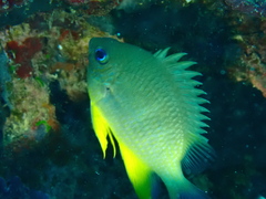 Amblyglyphidodon orbicularis