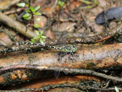 Hemigomphus comitatus
