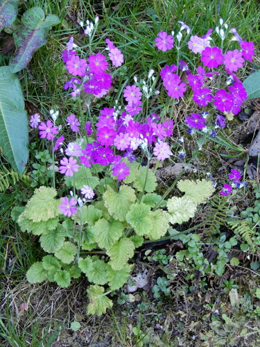 Image of Primula malacoides by (c) natomik, some rights reserved (CC BY)